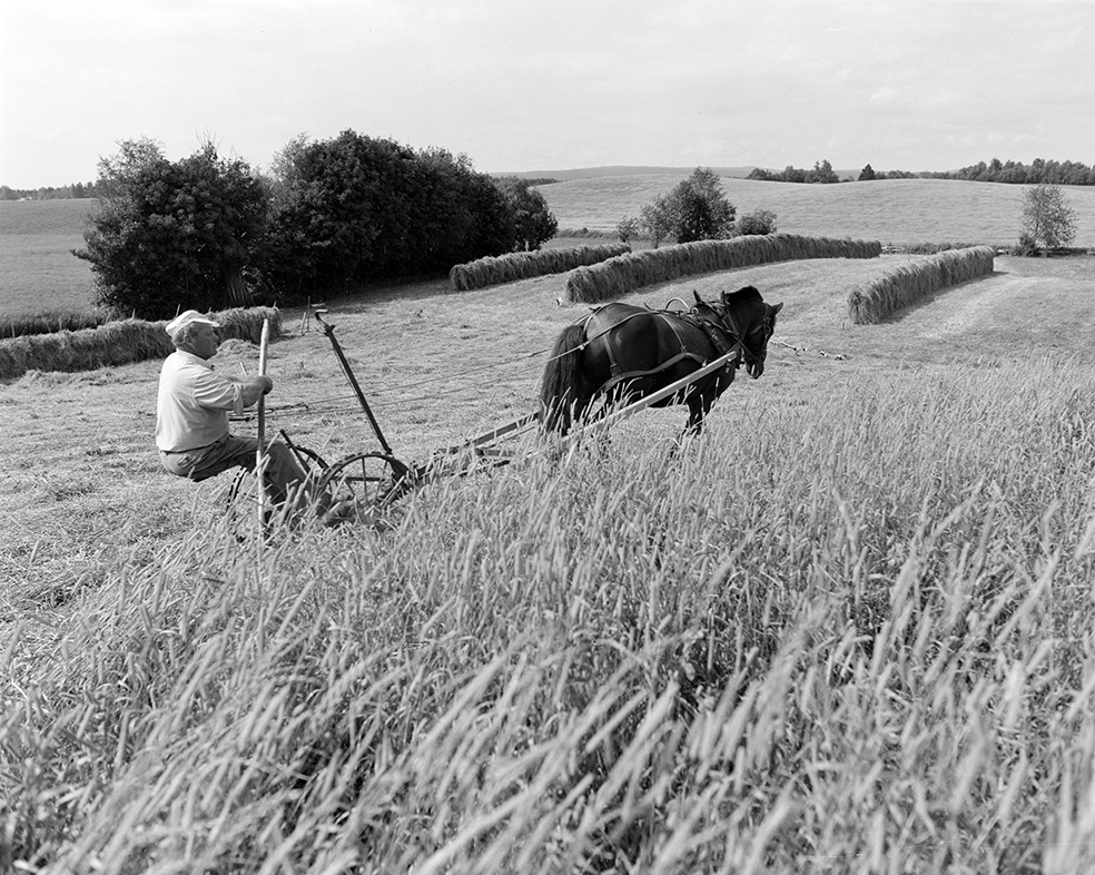 Slåttonn, Nordvold gard, Gnr.43, bnr.5, Løten. Gardbruker Paul Nordvold. Hest, hesteredskap,