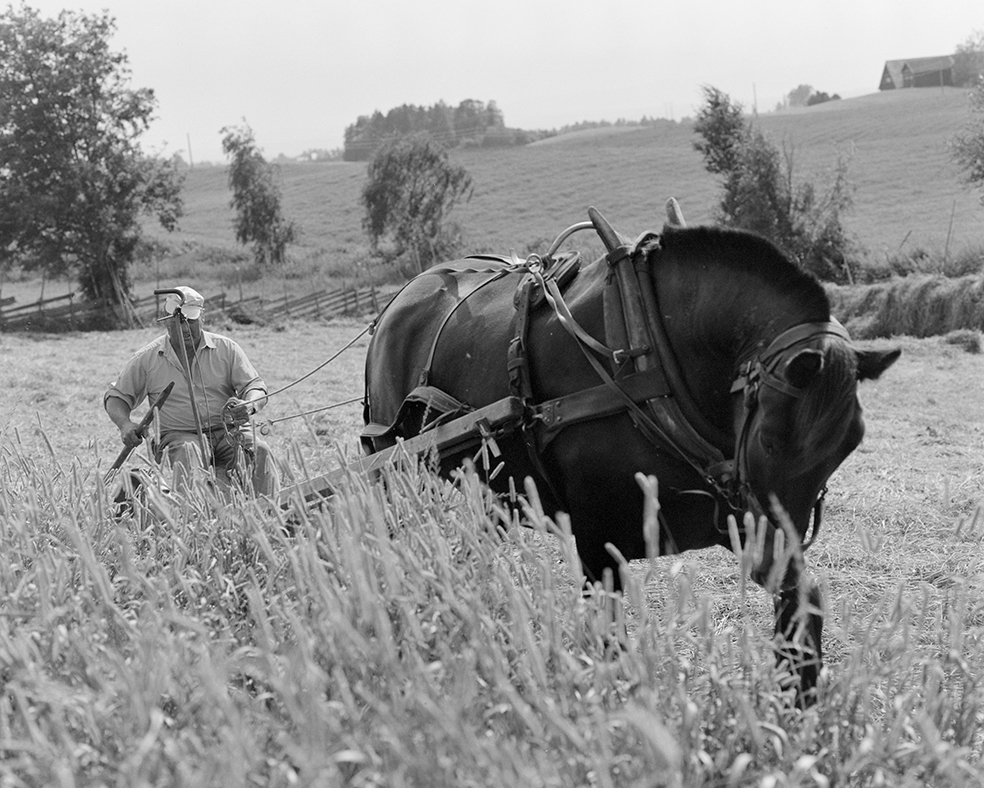 Slåttonn, Nordvold gard, Gnr.43, bnr.5, Løten. Gardbruker Paul Nordvold. Hest, hesteredskap,