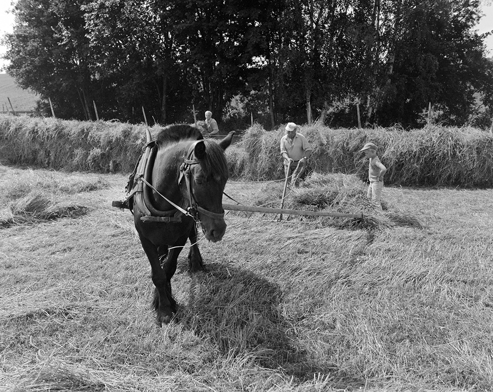 Slåttonn, Nordvold gard, Gnr.43, bnr.5, Løten. Gardbruker Paul Nordvold. Hest, hesteredskap,