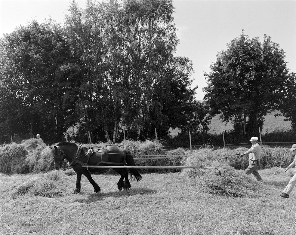 Slåttonn, Nordvold gard, Gnr.43, bnr.5, Løten. Gardbruker Paul Nordvold. Hest, hesteredskap,