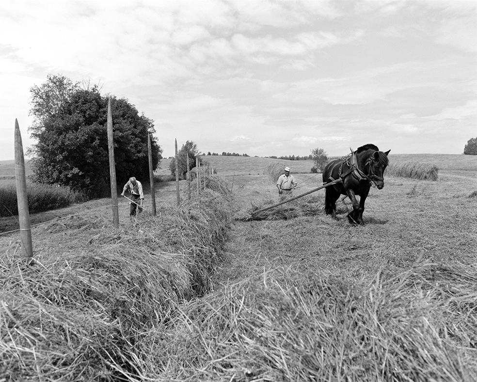 Slåttonn, Nordvold gard, Gnr.43, bnr.5, Løten. Gardbruker Paul Nordvold. Hest, hesteredskap,