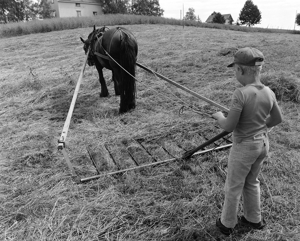 Slåttonn, Nordvold gard, Gnr.43, bnr.5, Løten. Gardbruker Paul Nordvold. Hest, hesteredskap, Rein Anders Ekrem kjører hest med sleperive.