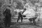 Västra Tunhem. Uppröjningsarbete, efter ovädret 9 augusti 1960