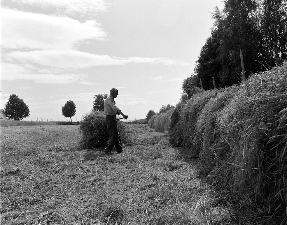 Slåttonn, Nordvold gard, Gnr.43, bnr.5, Løten. Gardbruker Paul Nordvold. Hest, hesteredskap,