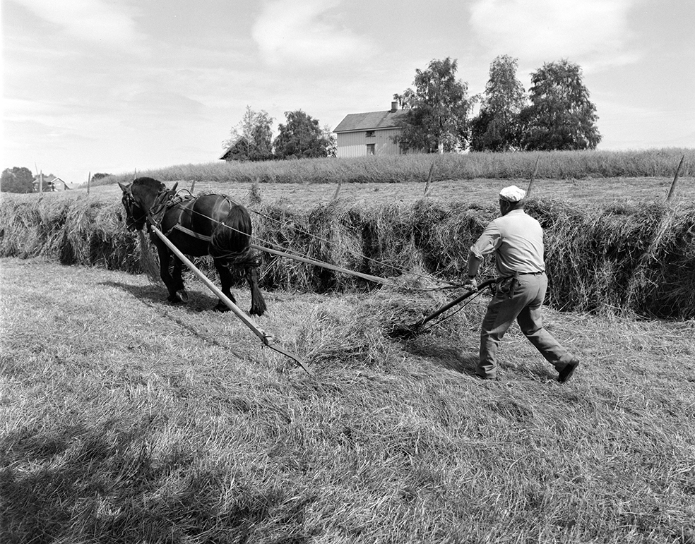 Slåttonn, Nordvold gard, Gnr.43, bnr.5, Løten. Gardbruker Paul Nordvold. Hest, hesteredskap,