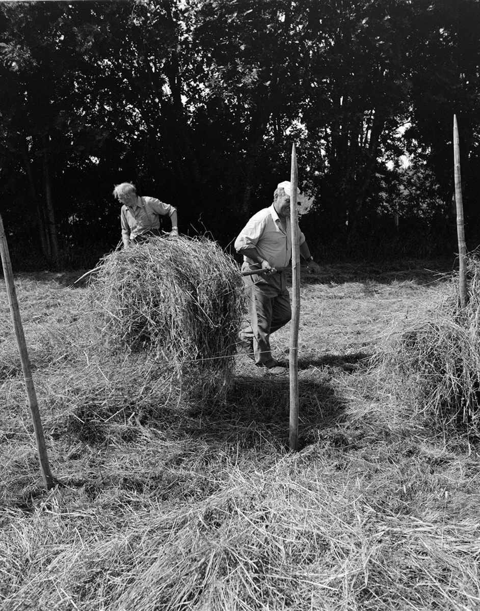 Slåttonn, Nordvold gard, Gnr.43, bnr.5, Løten. Gardbruker Paul Nordvold. Hest, hesteredskap,