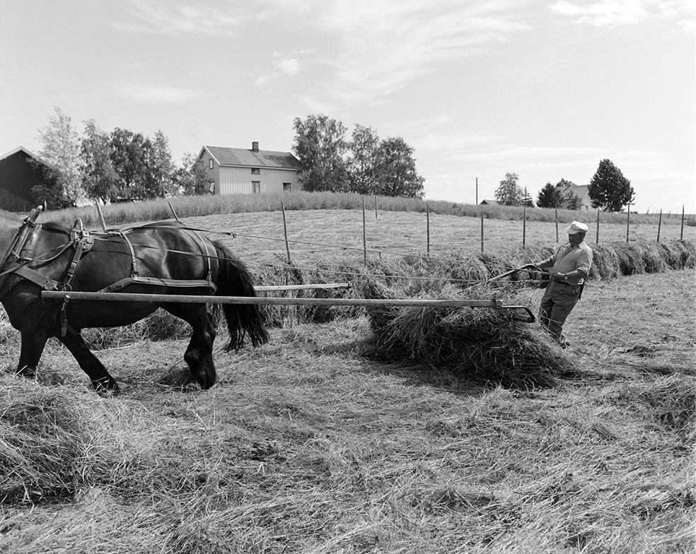 Slåttonn, Nordvold gard, Gnr.43, bnr.5, Løten. Gardbruker Paul Nordvold. Hest, hesteredskap,