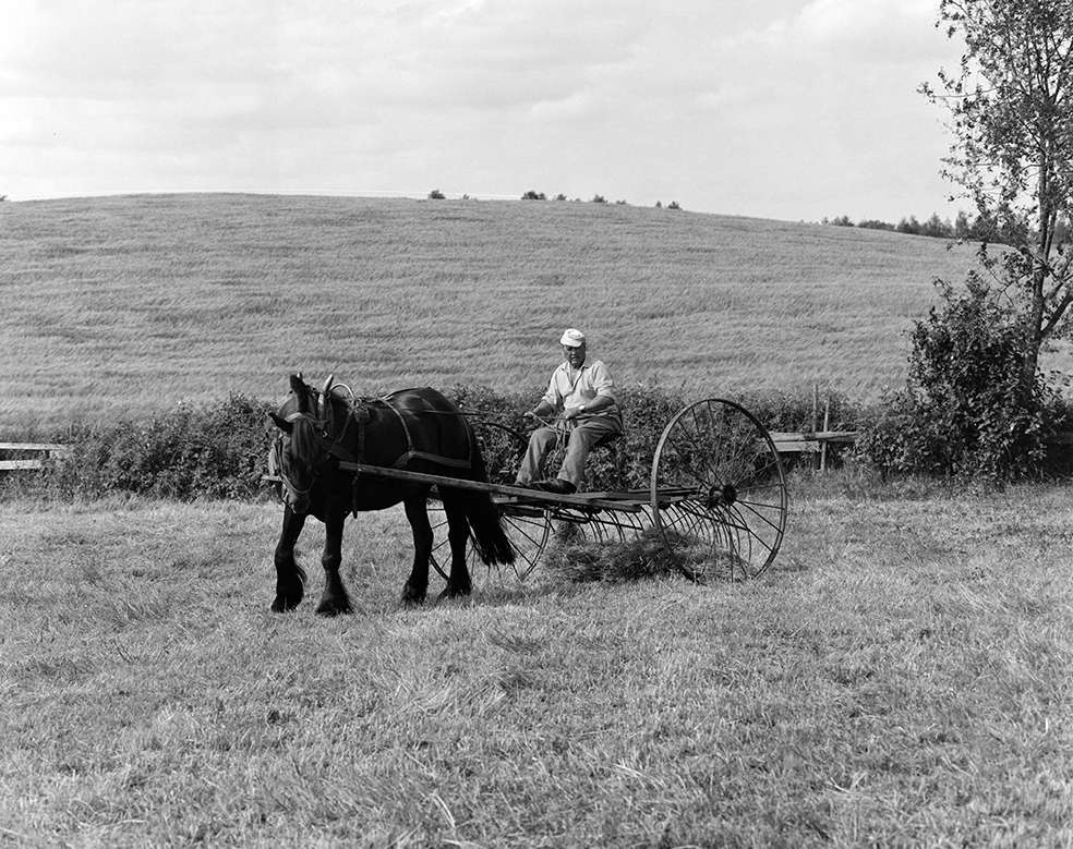 Slåttonn, Nordvold gard, Gnr.43, bnr.5, Løten. Gardbruker Paul Nordvold. Hest, hesteredskap, hjulrive,hesterive,hesje,