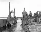 Krigsbrobygge vid Svea Ing:1 kåren. Älvkarleby. Augusti 1944