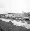 Sandviken. 75 - årsjubileum. Juli 1937