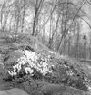 Blommor i Stadsträdgården. April 1944