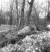 Blommor i Stadsträdgården. April 1944