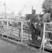 Den 27 juli 1962. Gävle Varv. Provtur med M/S 110-Tukuue.