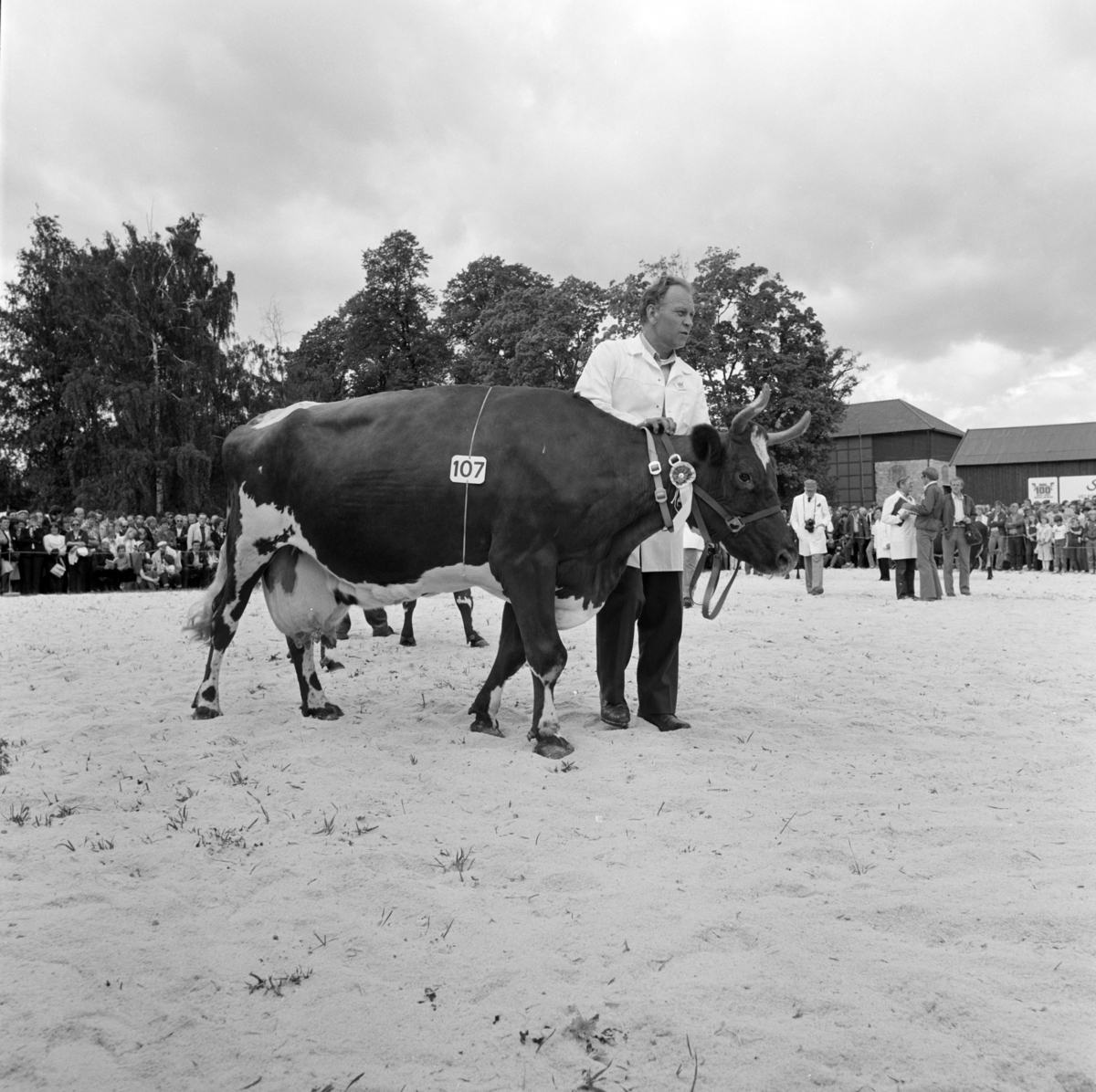 Norske Melkeprodusenters Landsforbund, NML 100 år 1881-1981. Jubileumsutstilling,visningsring, kavalkade over norsk husdyrhold, Domkirkeodden, Hamar.