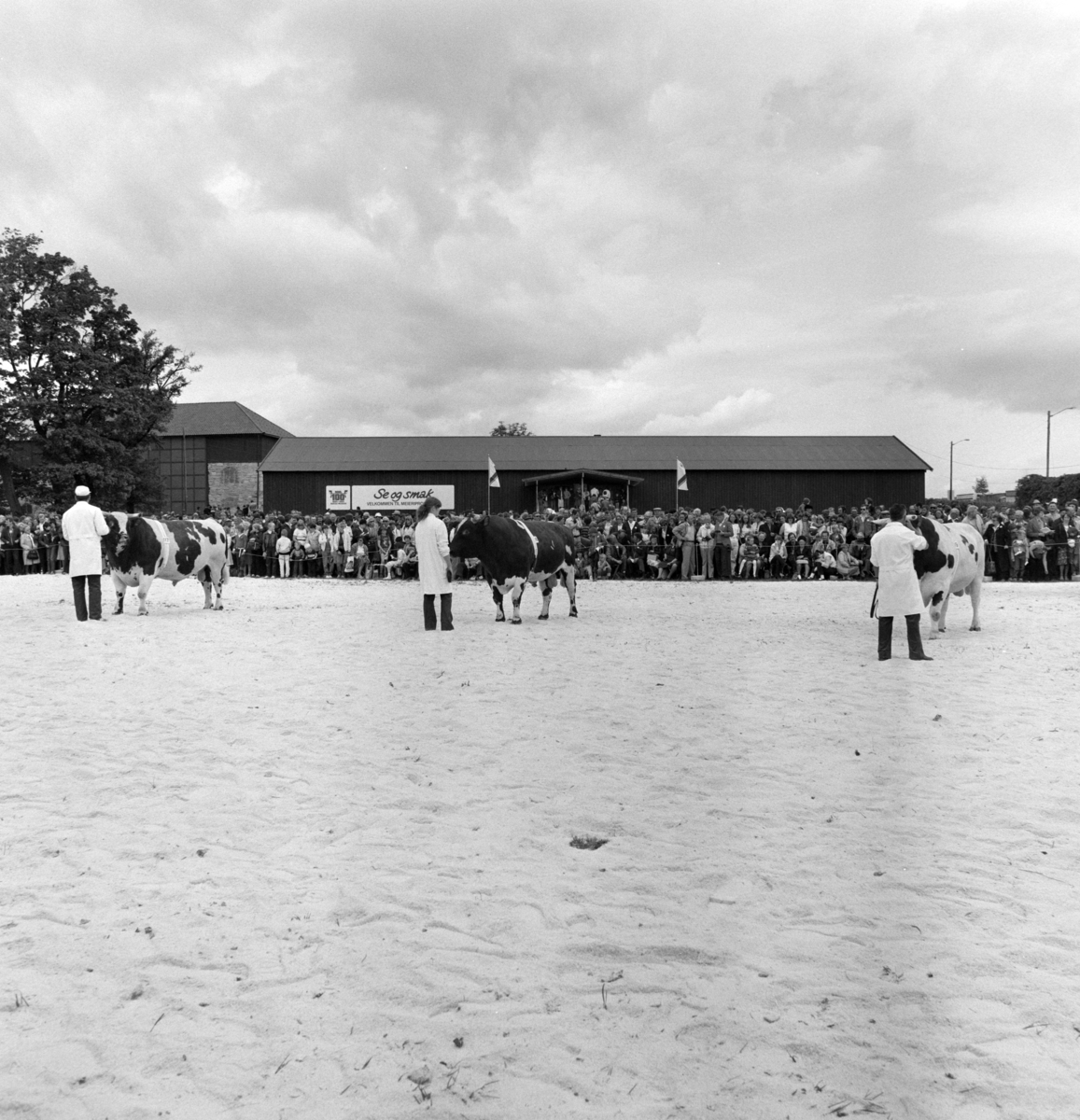 Norske Melkeprodusenters Landsforbund, NML 100 år 1881-1981. Jubileumsutstilling,visningsring, kavalkade over norsk husdyrhold,  Domkirkeodden, Hamar.