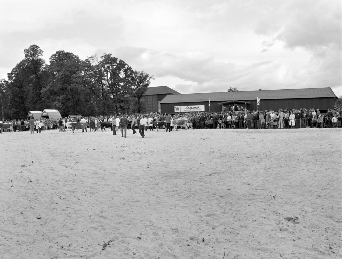 Norske Melkeprodusenters Landsforbund, NML 100 år 1881-1981. Jubileumsutstilling,visningsring, kavalkade over norsk husdyrhold, Domkirkeodden, Hamar.