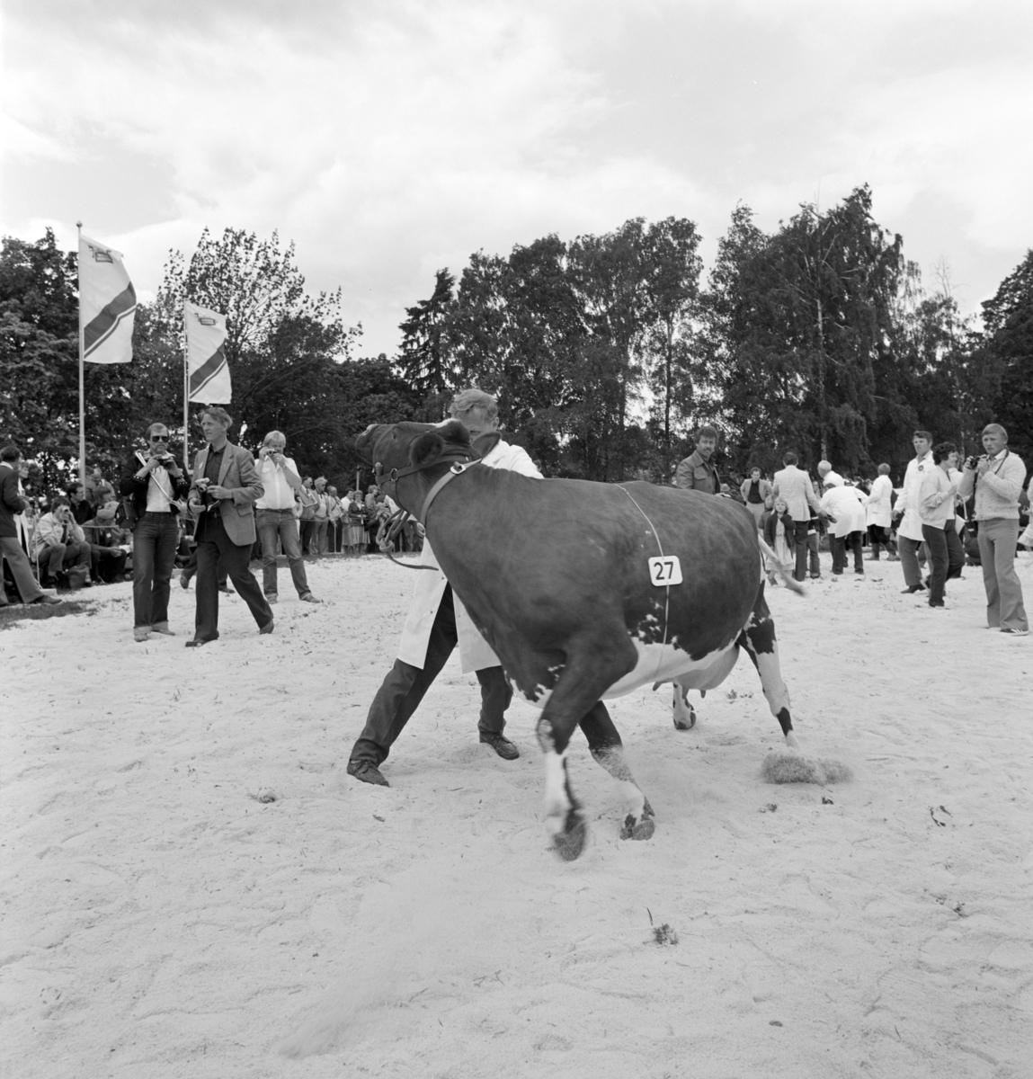 Norske Melkeprodusenters Landsforbund, NML 100 år 1881-1981. Jubileumsutstilling,visningsring, kavalkade over norsk husdyrhold, Domkirkeodden, Hamar.