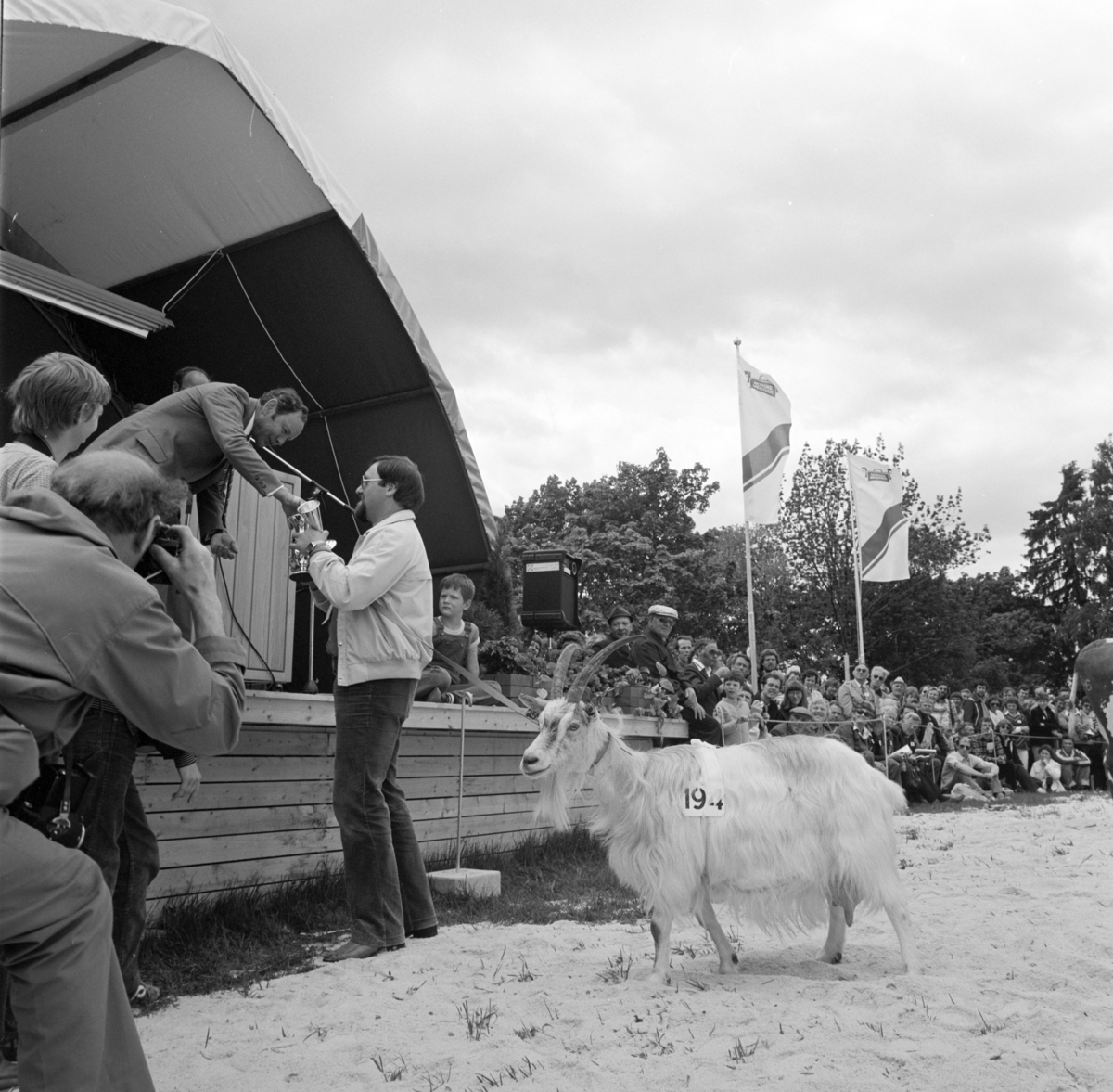 Norske Melkeprodusenters Landsforbund, NML 100 år 1881-1981. Jubileumsutstilling,visningsring, kavalkade over norsk husdyrhold, premiering,geitebukk,Domkirkeodden, Hamar.