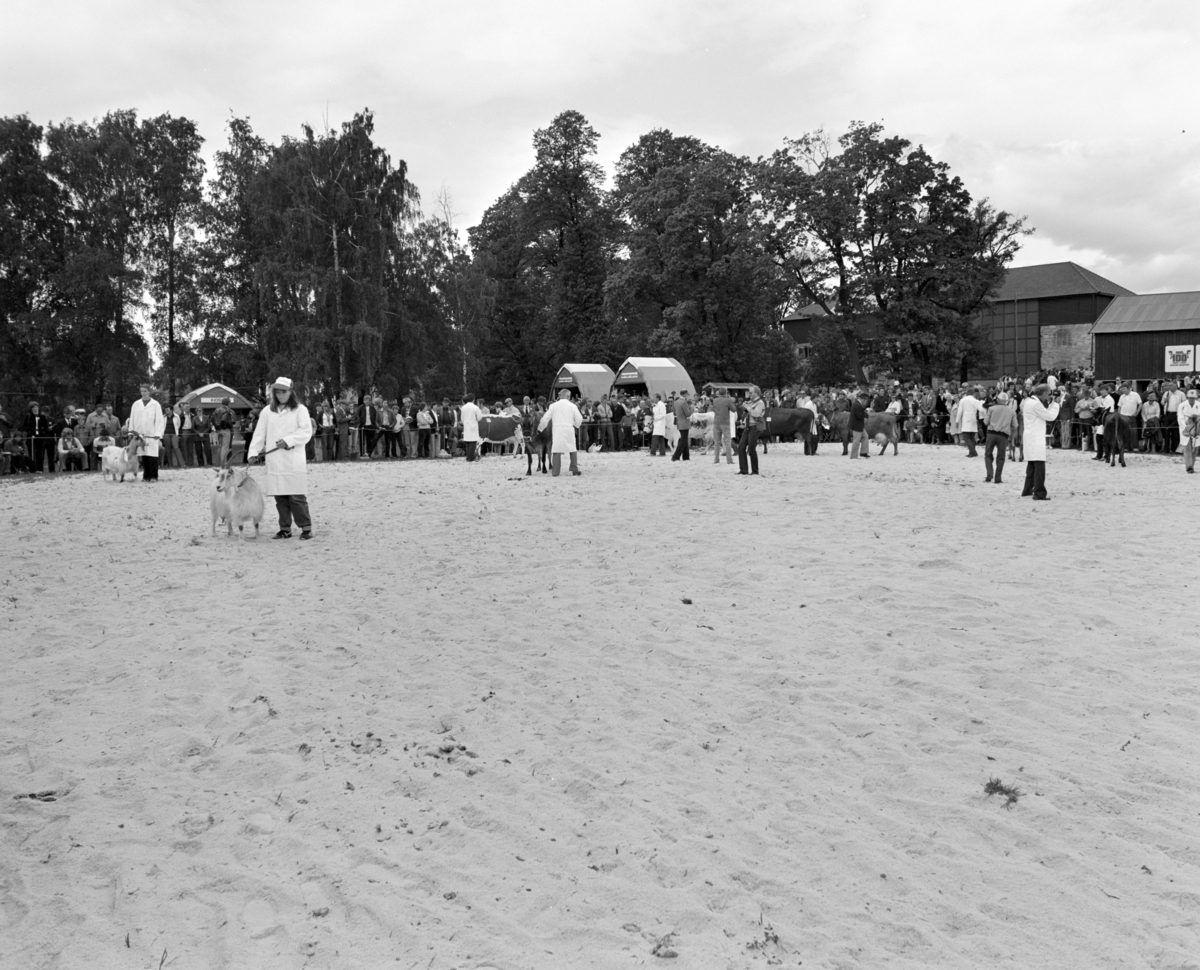 Norske Melkeprodusenters Landsforbund, NML 100 år 1881-1981. Jubileumsutstilling,visningsring, kavalkade over norsk husdyrhold, Domkirkeodden, Hamar.