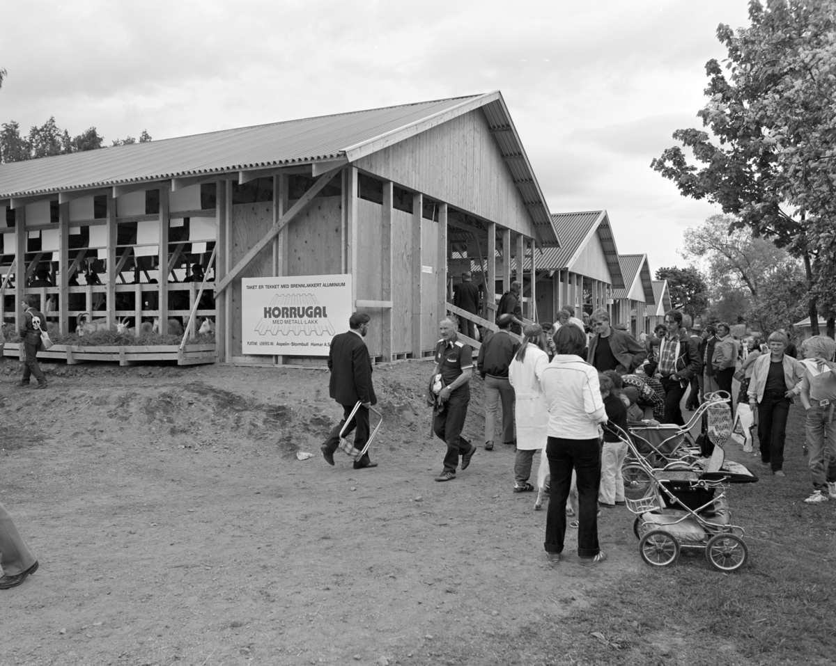 Norske Melkeprodusenters Landsforbund, NML 100 år 1881-1981. Jubileumsutstilling,fjøs, Domkirkeodden, Hamar.
