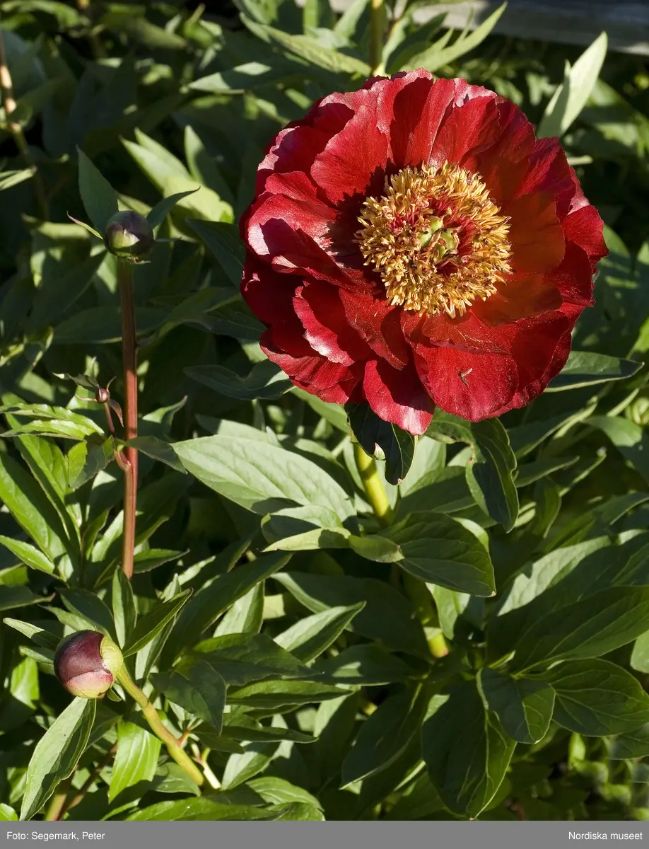 Blommor. Blommande plantor från Örtagården och köksträdgården, Julita gård, juni 2007.
Bildförteckning:
1. Luktpion, Paeonia lactiflora  - Identifikationsnummer : NMA.0056673_01
2-3. Kirgislök - Allium aflatunense - Identifikationsnummer: NMA.0056673_02- NMA.0056673_03
4. Backtimjan -Thymus serpyllum  Identifikationsnummer: NMA.0056673_04
5-7. Akleja - Identifikationsnummer: NMA.0056673_05- NMA.0056673_07
