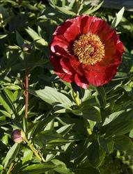 Blommor. Blommande plantor från Örtagården och köksträdgårde