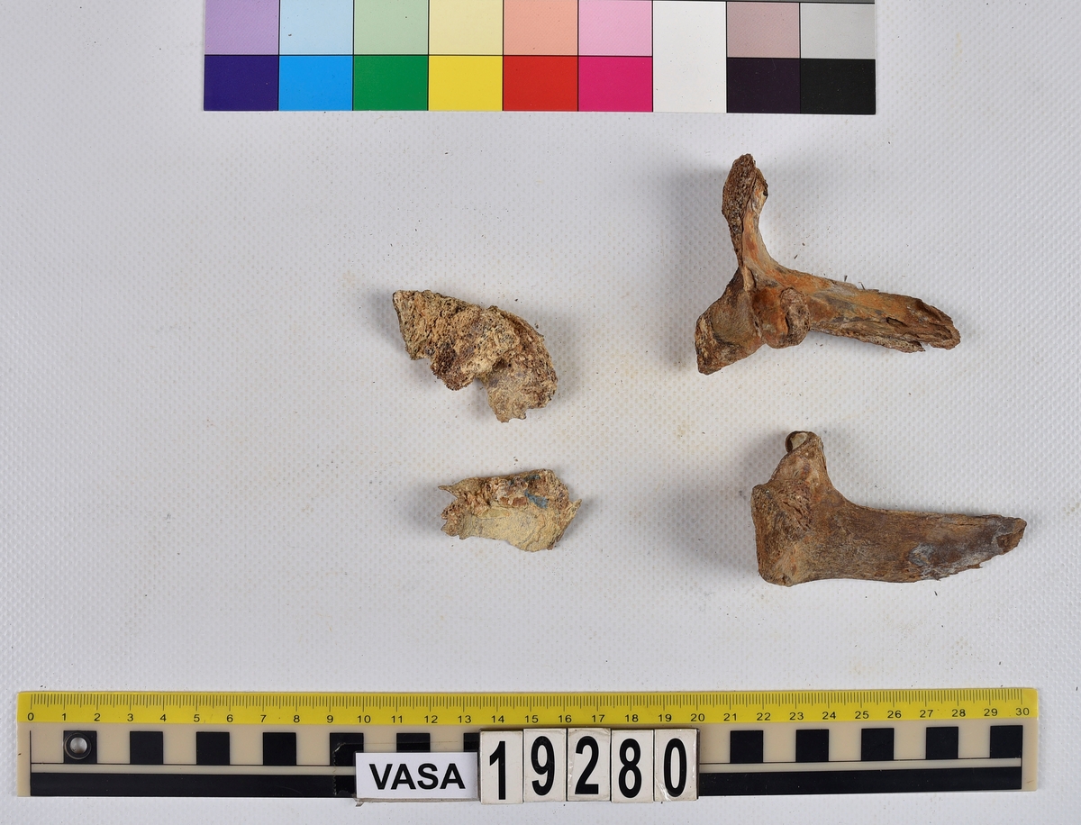 Ben från nötkreatur (Bos taurus).
1 st. överarmsben (humerus).
2 st. delar av ländkotor (vertebrae lumbale).
1 st. lårben (femur) samt två små fragment som har lossnat från lårbenets övre del.