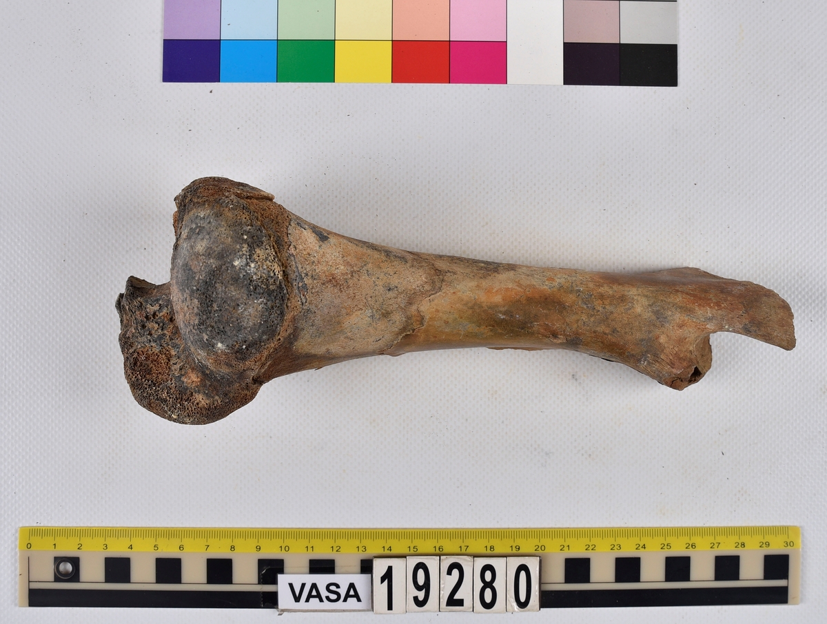 Ben från nötkreatur (Bos taurus).
1 st. överarmsben (humerus).
2 st. delar av ländkotor (vertebrae lumbale).
1 st. lårben (femur) samt två små fragment som har lossnat från lårbenets övre del.