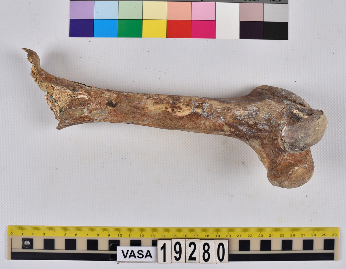 Ben från nötkreatur (Bos taurus).
1 st. överarmsben (humerus).
2 st. delar av ländkotor (vertebrae lumbale).
1 st. lårben (femur) samt två små fragment som har lossnat från lårbenets övre del.