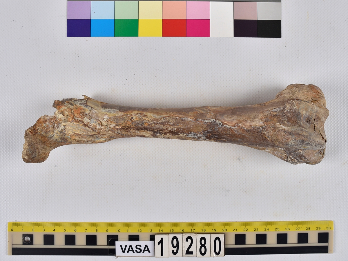 Ben från nötkreatur (Bos taurus).
1 st. överarmsben (humerus).
2 st. delar av ländkotor (vertebrae lumbale).
1 st. lårben (femur) samt två små fragment som har lossnat från lårbenets övre del.