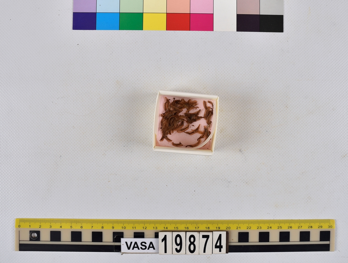 Ben från strömming (Clupea harengus membras).

606 st. kotor (vertebrae).

76 st. (39 sin+37 dx samt en del fragment) dentalia.

66 st. (29+37) hyomandibularia.

67 st. opercularia.

57 st. (29+28) maxillaria.

57 st. (30+27) articularia.

4 st. opisthotica.

54 st. quadrata.

52 st. (29+23) keratohyalia.

48 st. exoccipitalia.

47 st. (24+23) epihyalia.

39 st. (28+11) frontalia.

30 st. urostyli.

10 st. ectopterygoidea.

10 st. (7+3) supracleithralia ventr.

7 st. (4+3) supraleithralia dorsalia.

3 st. parasphenoidea.

2 st. orbitosphenoidea.

1 st. basihyale.

53 st. prootica.