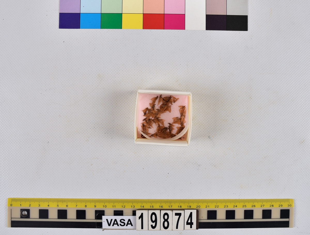 Ben från strömming (Clupea harengus membras).

606 st. kotor (vertebrae).

76 st. (39 sin+37 dx samt en del fragment) dentalia.

66 st. (29+37) hyomandibularia.

67 st. opercularia.

57 st. (29+28) maxillaria.

57 st. (30+27) articularia.

4 st. opisthotica.

54 st. quadrata.

52 st. (29+23) keratohyalia.

48 st. exoccipitalia.

47 st. (24+23) epihyalia.

39 st. (28+11) frontalia.

30 st. urostyli.

10 st. ectopterygoidea.

10 st. (7+3) supracleithralia ventr.

7 st. (4+3) supraleithralia dorsalia.

3 st. parasphenoidea.

2 st. orbitosphenoidea.

1 st. basihyale.

53 st. prootica.