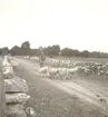 Boskapsskötsel med man på cykel som vallar får på Öland.