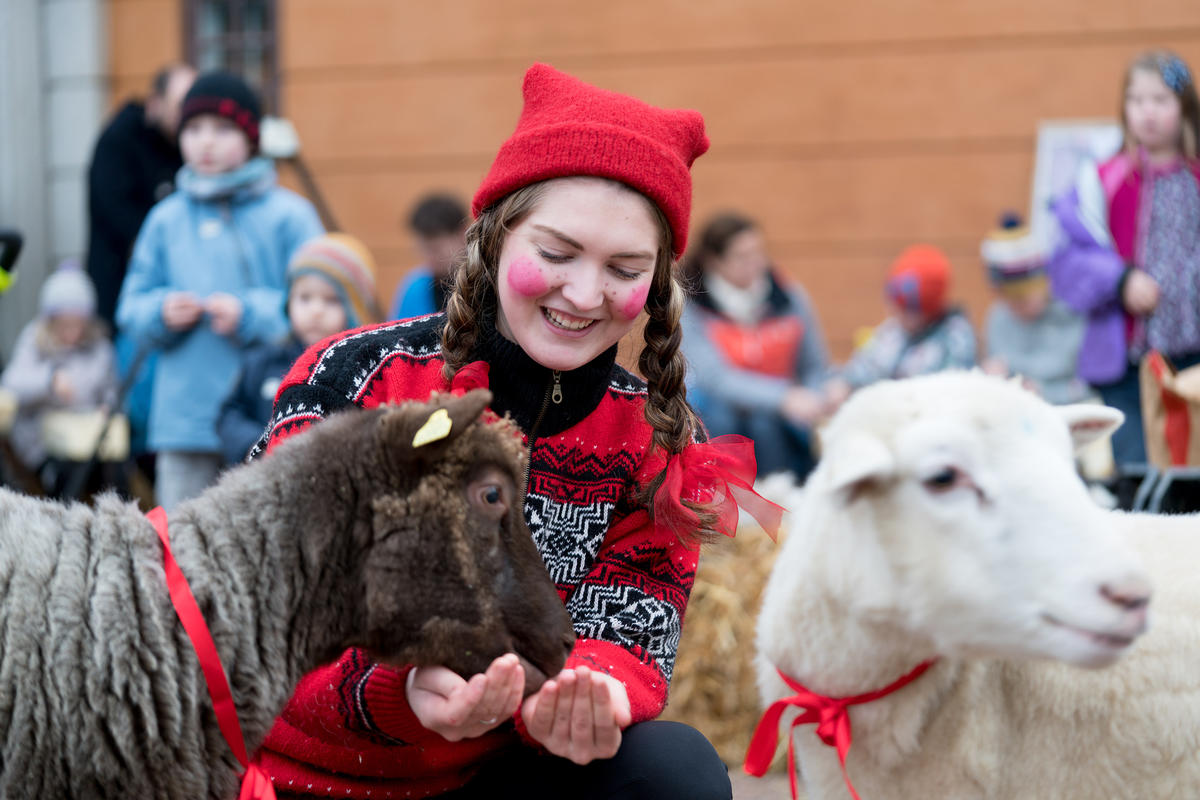 En jente med nisselue koser med to sauer. 