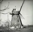 Holländsk kvarn strax ovanför vägskälet mellan stora landsvägen och Färjestadsvägen. Under reparation våren 1957. Vid en senare reparation har spånet på taket ersatts med plåt.