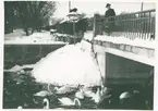 Kvinna matar svanar och änder från järnvägsbron i Kalmar.
Järnvägsbron med stadsparken i Kalmar 1950-talet.