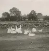 Gäss vid bygatan i Södra Sandby.