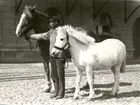 Två av Kalmar Ångkvarns hästar utanför kvarnen när de skulle medverka i Barnens dags karnevalståg omkr 1932-35.