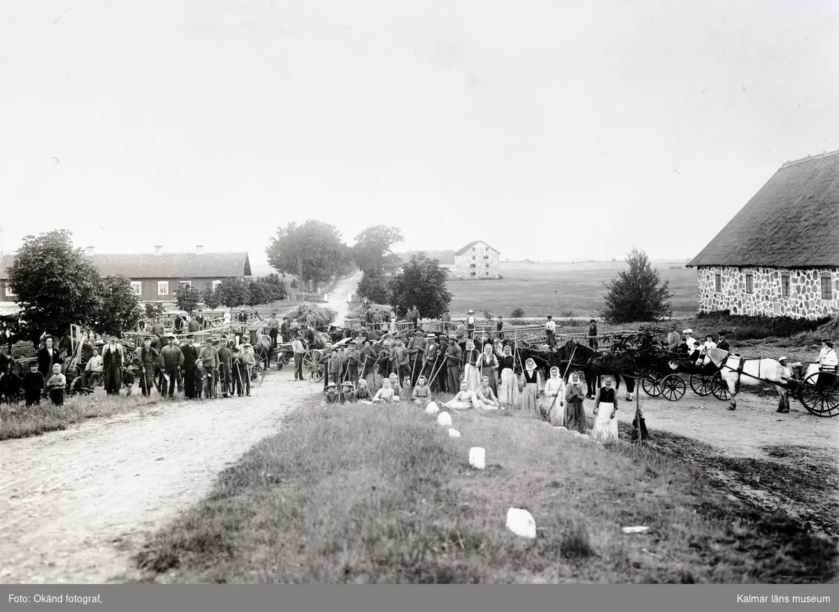Skördearbete vid Stävlö gård.
