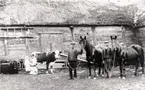 På ladugårdsplanen på Julius Karlssons gård. Från vänster Hillevi Karlsson, gårdsägaren och hans bror Karl Karlsson.