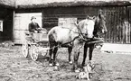 Öppen åkvagn med herre i. Dragen av parhästar. I förgrunden en hund.