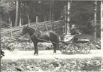 Elis Tolf i Uddekvarn, med häst och vagn.


Foto: Berners samling, Hjorteds hembygdsförening.