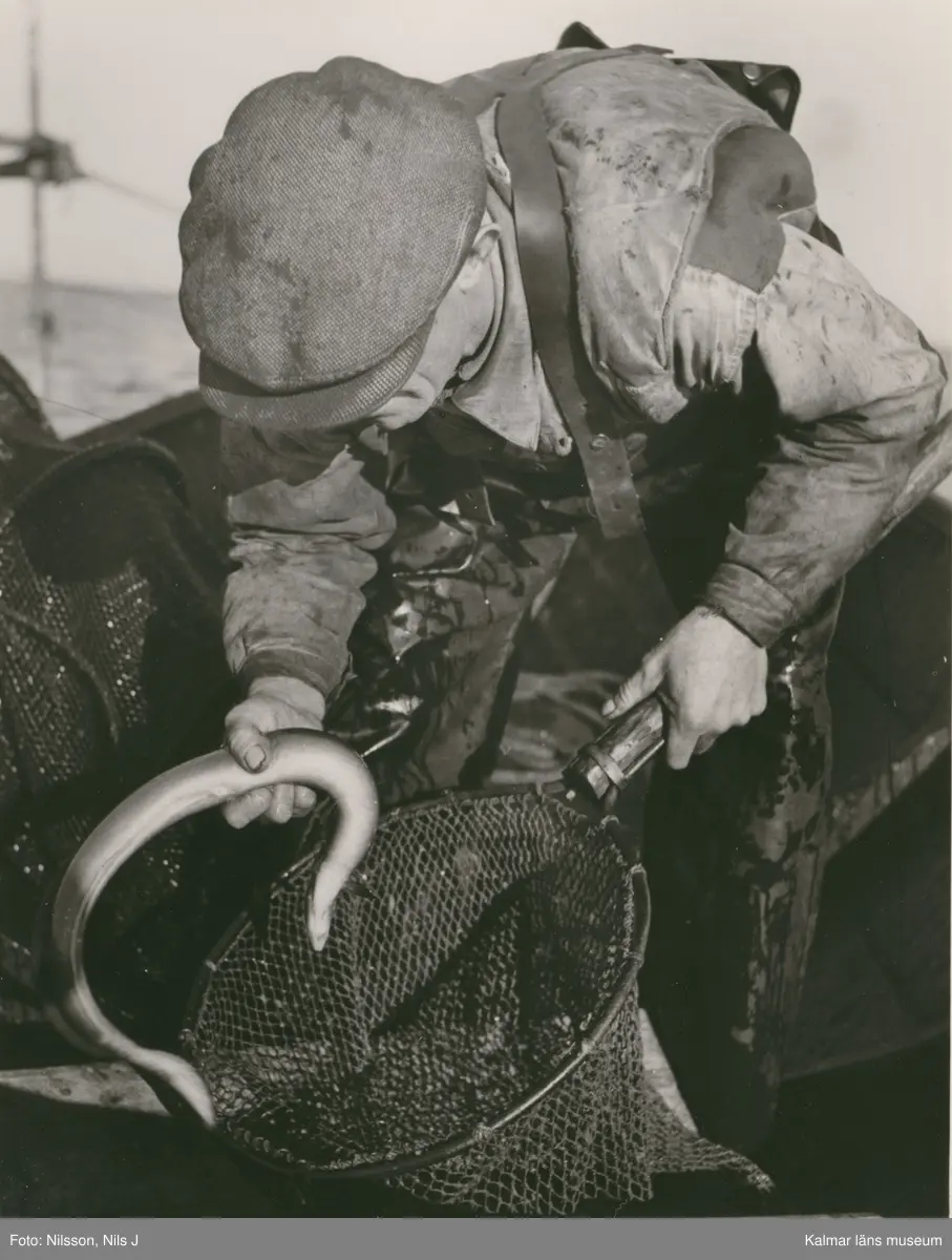 Fritz Liljegren vittjar hommor (ovan t.v.) och bottengarn.