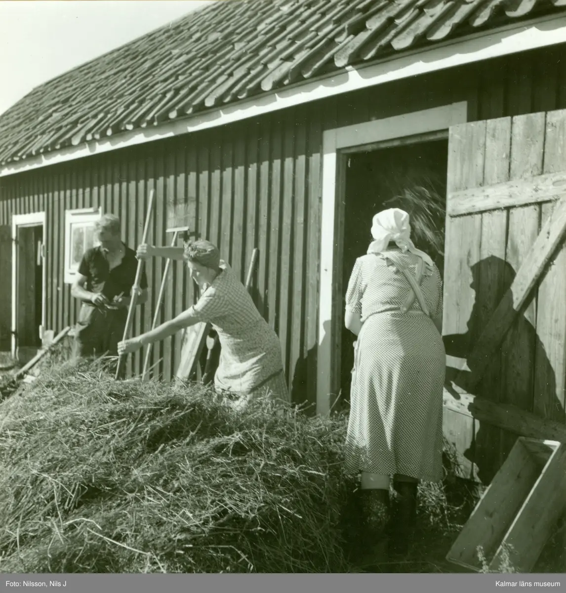 Höet stickes in i ladan.