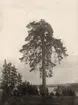 AB. Stjernfors-Ställdalen. 
En gammal tall kallad 