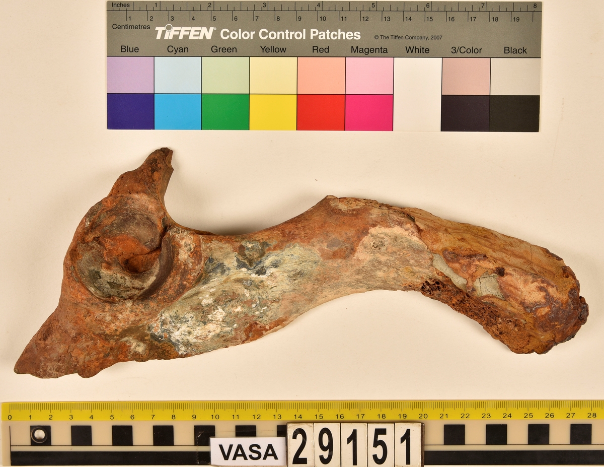 Nötben.
1 st. del av bäckenben (pelvis).
1 st. skenben (tibia).