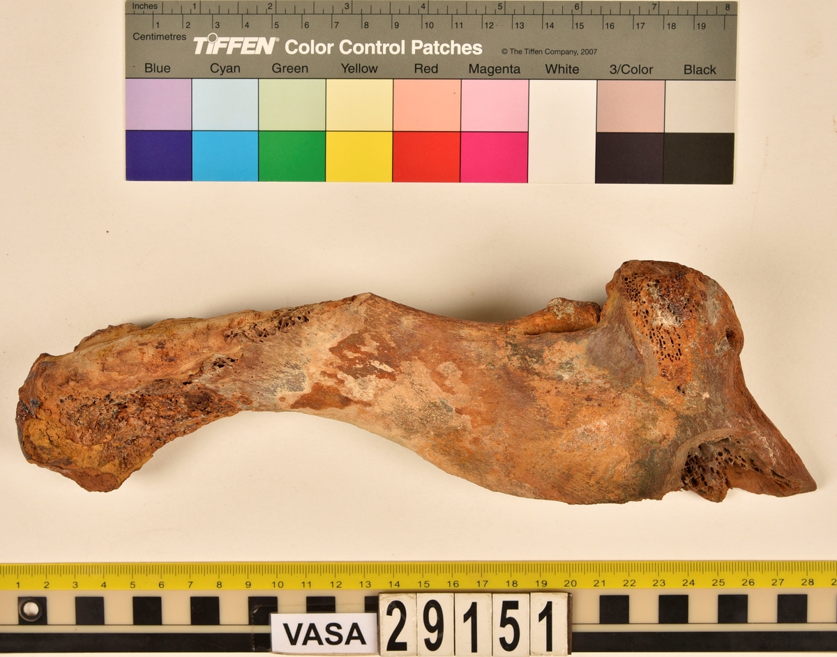 Nötben.
1 st. del av bäckenben (pelvis).
1 st. skenben (tibia).