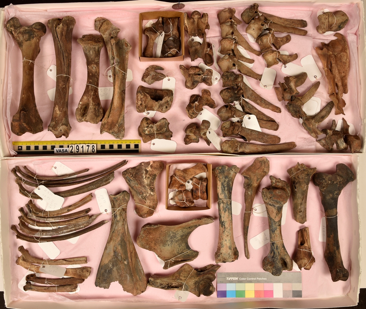 Ben från nötkreatur (Bos taurus).
2 st. överarmsben (humerus sin/dx).
2 st. strålben (radius sin/dx).
2 st. armbågsben (ulna sin/dx).
2 st. lårben (femur sin/dx).
2 st. skenben (varav en är i två delar)(tibia sin/dx).
2 st. hälben (calcaneus sin/dx).
2 st. språngben (astragalus sin/dx).
2 st. fotrotsben (os centrotarsale sin/dx).
1 st. skulderblad (scapula sin)
1 st. höftben/bäckenben i tre delar (coxae sin).
13 st. revben (costae).
1 st. kranieben/nackben (os occipitale).
1 st. första halskotan (atlas).
1 st. andra halskotan (axis).
5 st. halskotor (vertebrae cervicale).
13 st. bröstkotor (vertebrae thoracale).
6 st. ländkotor, varav en är den sista ländkotan (vertebrae lumbale).
1 st. korsben (sacrum).