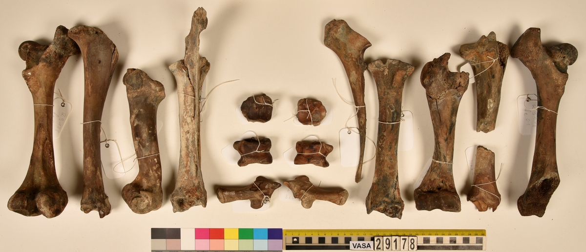 Ben från nötkreatur (Bos taurus).
2 st. överarmsben (humerus sin/dx).
2 st. strålben (radius sin/dx).
2 st. armbågsben (ulna sin/dx).
2 st. lårben (femur sin/dx).
2 st. skenben (varav en är i två delar)(tibia sin/dx).
2 st. hälben (calcaneus sin/dx).
2 st. språngben (astragalus sin/dx).
2 st. fotrotsben (os centrotarsale sin/dx).
1 st. skulderblad (scapula sin)
1 st. höftben/bäckenben i tre delar (coxae sin).
13 st. revben (costae).
1 st. kranieben/nackben (os occipitale).
1 st. första halskotan (atlas).
1 st. andra halskotan (axis).
5 st. halskotor (vertebrae cervicale).
13 st. bröstkotor (vertebrae thoracale).
6 st. ländkotor, varav en är den sista ländkotan (vertebrae lumbale).
1 st. korsben (sacrum).
