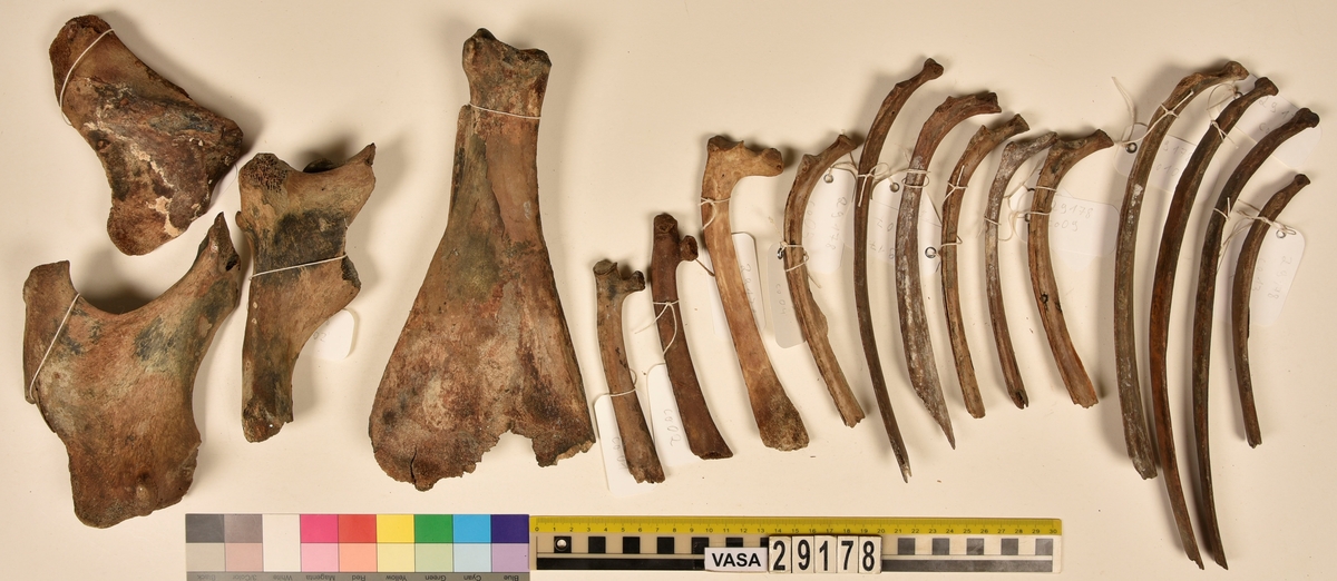Ben från nötkreatur (Bos taurus).
2 st. överarmsben (humerus sin/dx).
2 st. strålben (radius sin/dx).
2 st. armbågsben (ulna sin/dx).
2 st. lårben (femur sin/dx).
2 st. skenben (varav en är i två delar)(tibia sin/dx).
2 st. hälben (calcaneus sin/dx).
2 st. språngben (astragalus sin/dx).
2 st. fotrotsben (os centrotarsale sin/dx).
1 st. skulderblad (scapula sin)
1 st. höftben/bäckenben i tre delar (coxae sin).
13 st. revben (costae).
1 st. kranieben/nackben (os occipitale).
1 st. första halskotan (atlas).
1 st. andra halskotan (axis).
5 st. halskotor (vertebrae cervicale).
13 st. bröstkotor (vertebrae thoracale).
6 st. ländkotor, varav en är den sista ländkotan (vertebrae lumbale).
1 st. korsben (sacrum).
